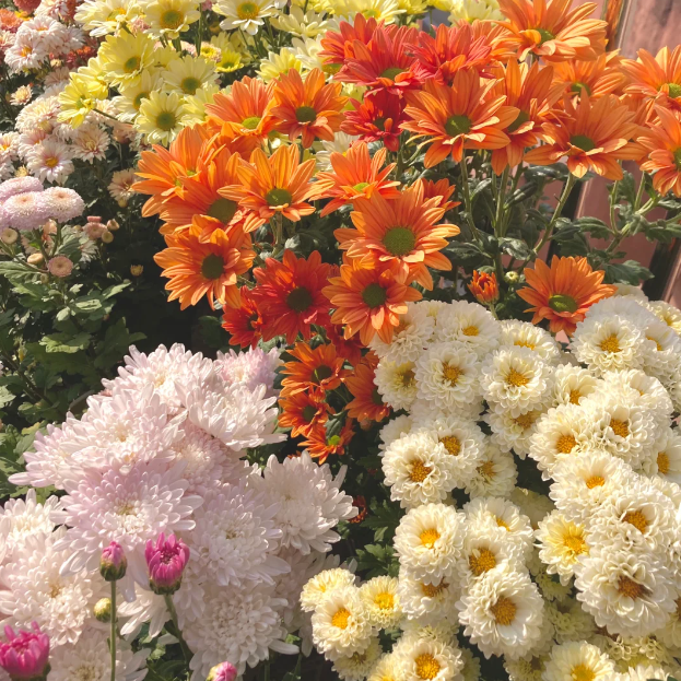 🌼Small Chrysanthemum Mixed Variety Seeds-Plantjoyfarm-Garden Seeds