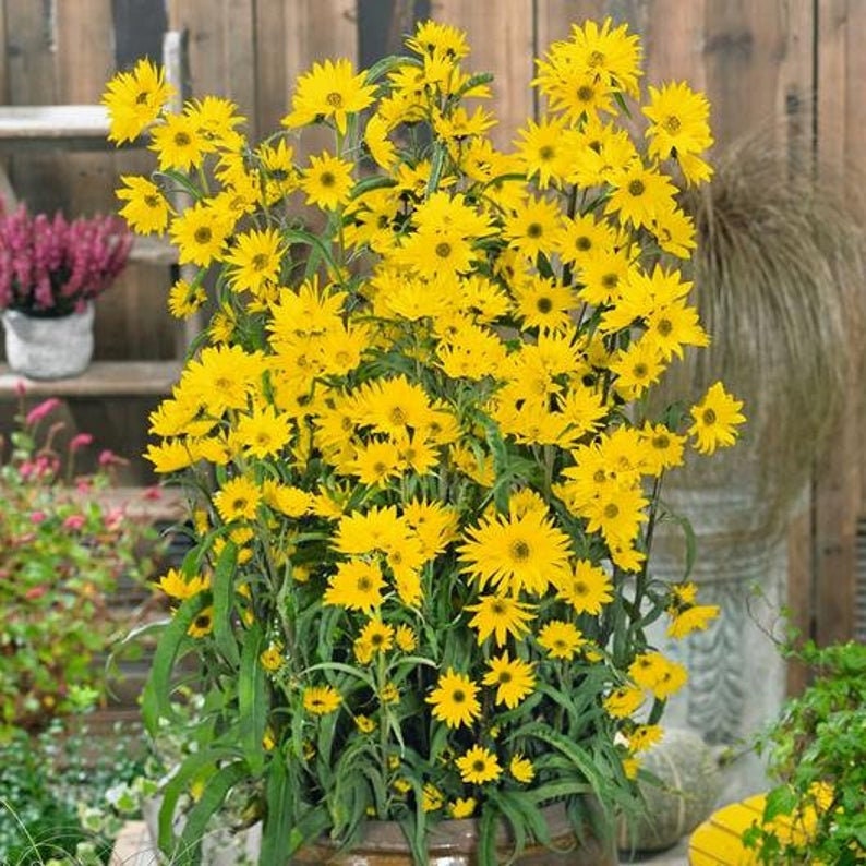 Giant Maximillian Sunflower Seeds - Perennial Sunflower-Plantjoyfarm-Garden Seeds,Sunflower Seeds,best selling