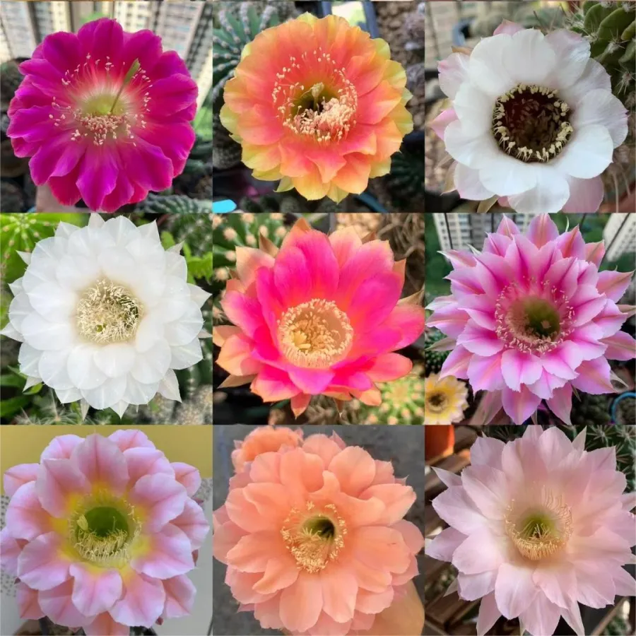 Prickly pear🌺flowering varieties