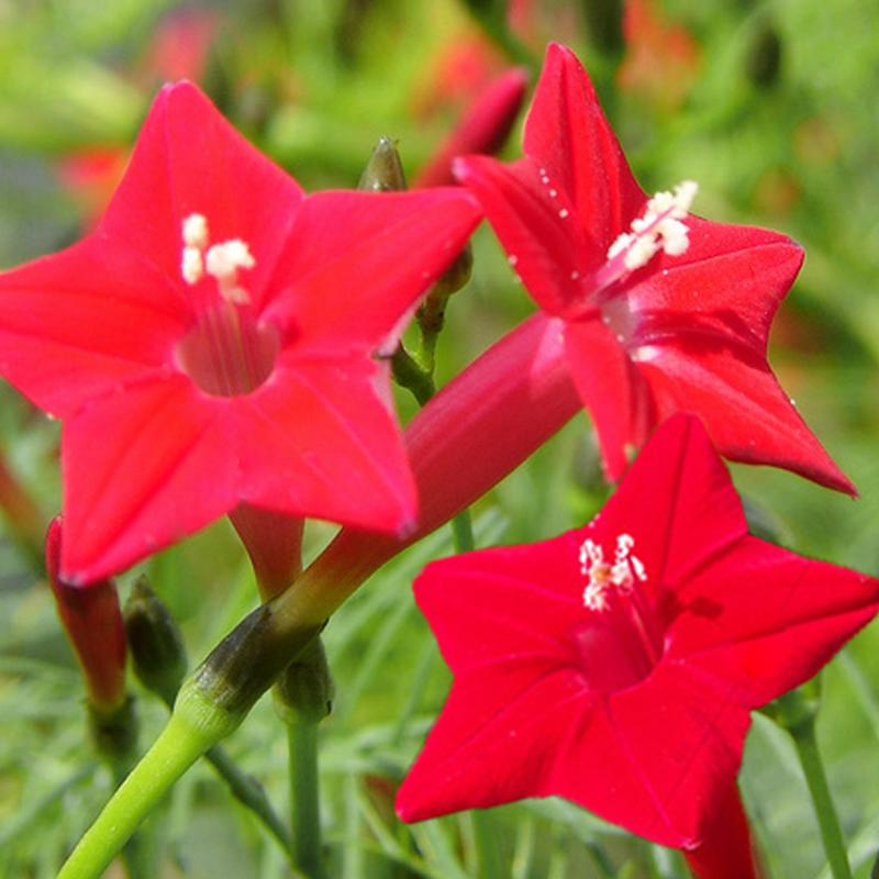 Cypress vine-Five Star Flower Seeds (100 capsules)-Plantjoyfarm-Garden Seeds