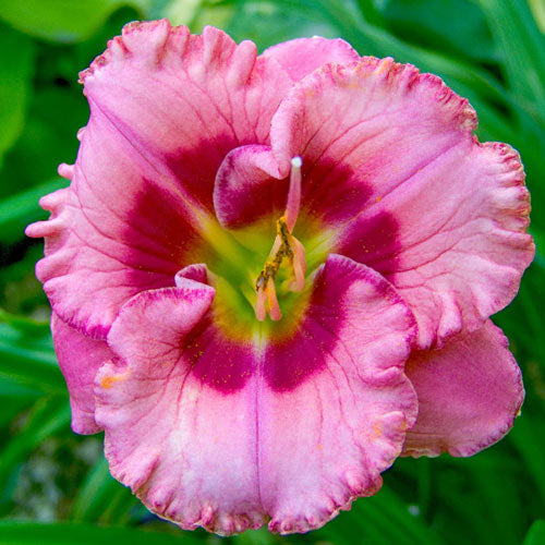 Cherry Valentine Reblooming Daylily-Plantjoyfarm-Flower Seeds,Garden Seeds,best selling