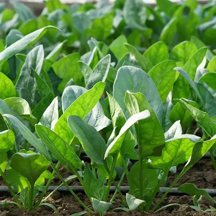 Spinach In The Snow Seeds-Plantjoyfarm-Vegetable Seeds,best selling