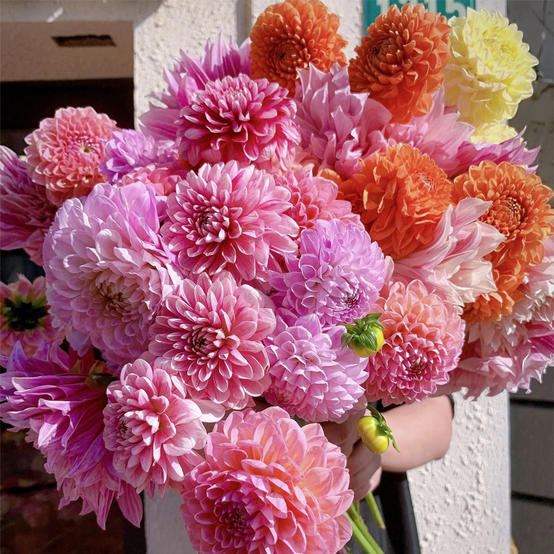 Mixed Dahlia Seeds-Plantjoyfarm-Flower Seeds