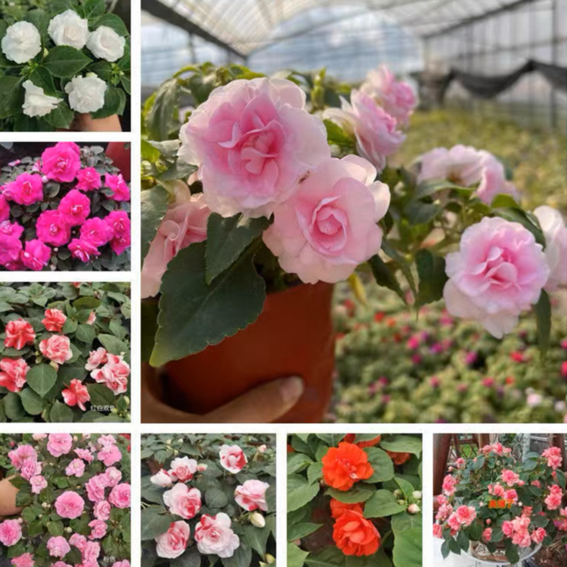 Mixed Color Double Flower Impatiens Seeds-Plantjoyfarm-Flower Seeds