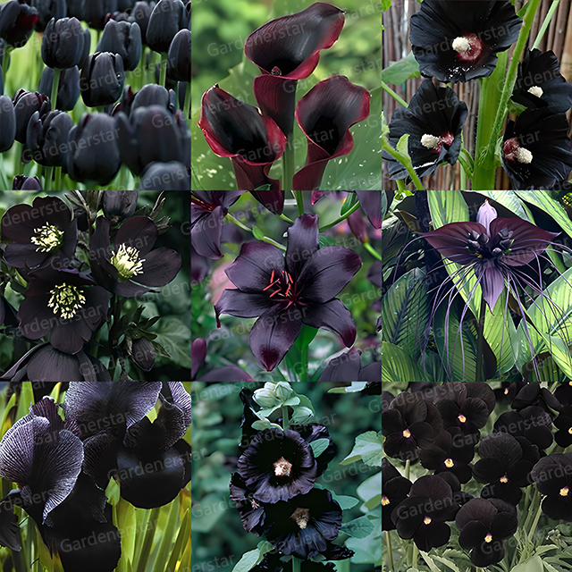 Exclusive Black Wildflower Seed Mix-Plantjoyfarm-Flowers Seeds,Garden Seeds,best selling