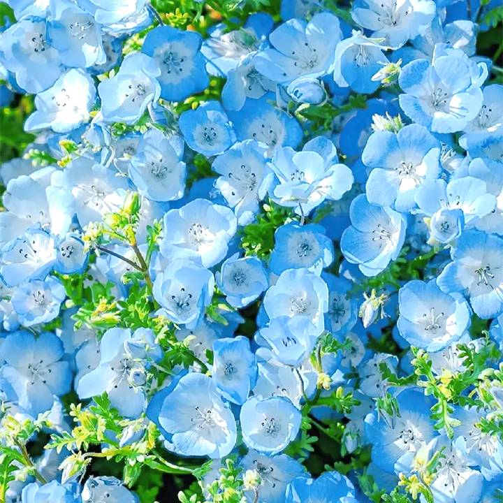 Baby Blue Eyes Seeds-Plantjoyfarm-Flower Seeds,Garden Seeds,best selling