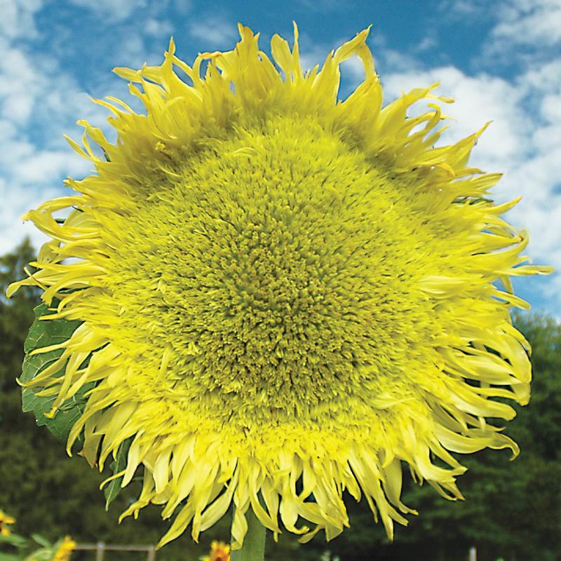 Sunflower, Zeus Hybrid-Plantjoyfarm-Sunflower Seeds,best selling