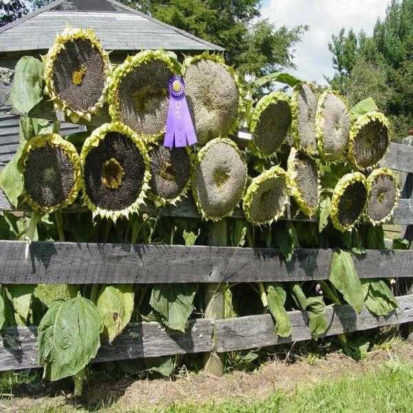 50 Pcs Mongolian Giant Sunflower Seeds-Plantjoyfarm-Sunflower Seeds,best selling