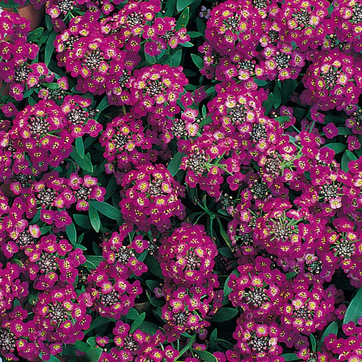 Alyssum Seeds, Royal Carpet-Plantjoyfarm-Flower Seeds,Garden Seeds,best selling