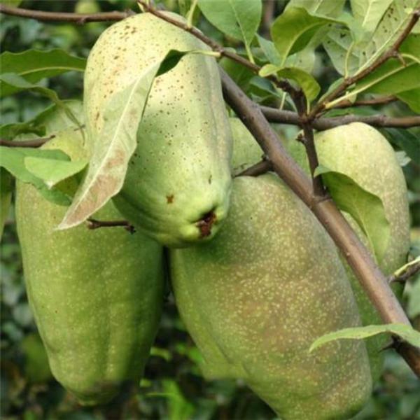 Unique Shape Papaya Seeds-Plantjoyfarm-Fruit Seeds,Papaya