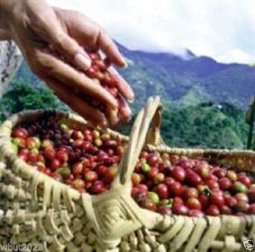 10 JAMAICAN BLUE MOUNTAIN Coffee Seeds ,Grow Your Own Coffee Plant tree-Plantjoyfarm-Fall Planting,Garden Seeds,Jamaican,spo-disabled,spring,summer,best selling