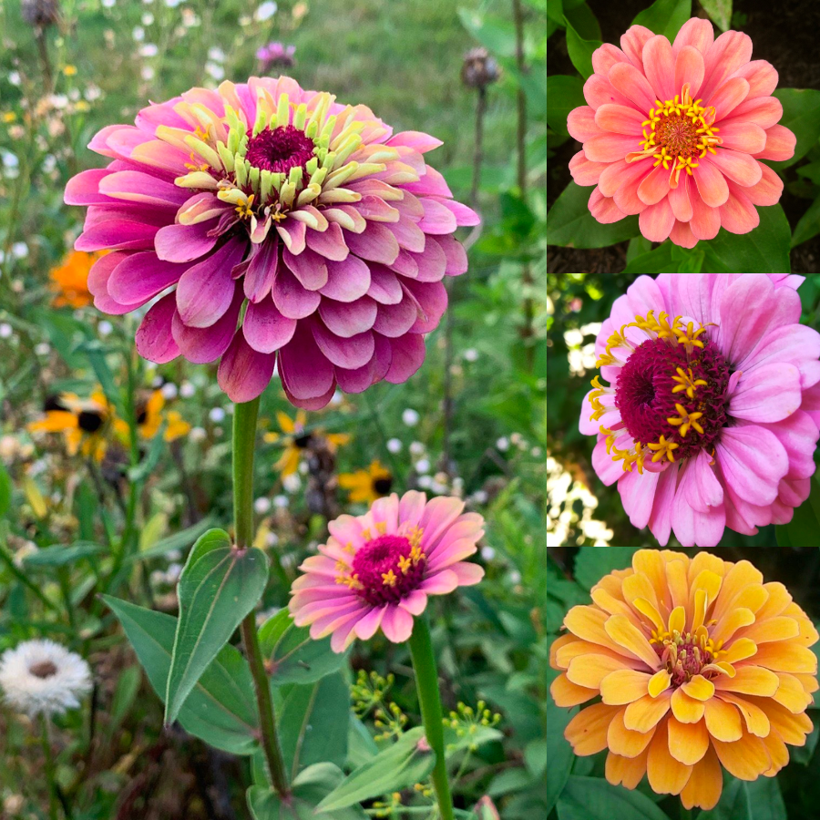 Mixed Zinnia Seeds-Plantjoyfarm-Flower Seeds