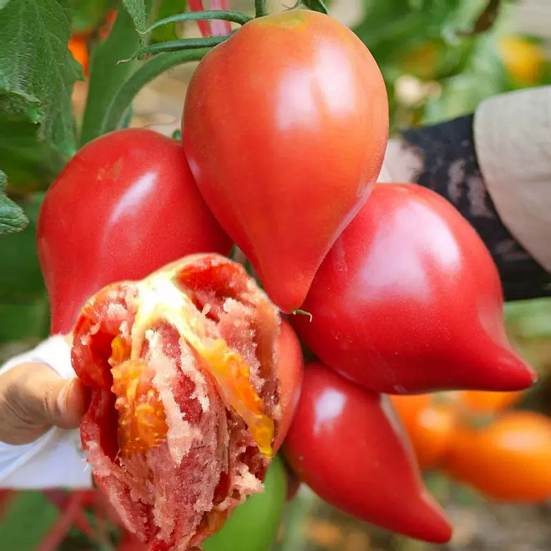 Mango Honey Tomato Seeds-Plantjoyfarm-Fruit Seeds