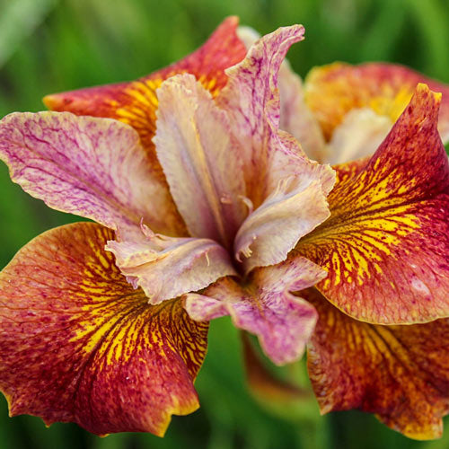 Paprikash Siberian Iris-Plantjoyfarm-Flower Seeds,Garden Seeds,best selling
