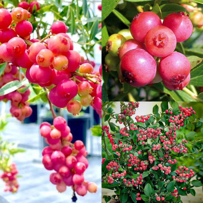 Pink Bliss Blueberry seeds - Double the sweetness-Plantjoyfarm-