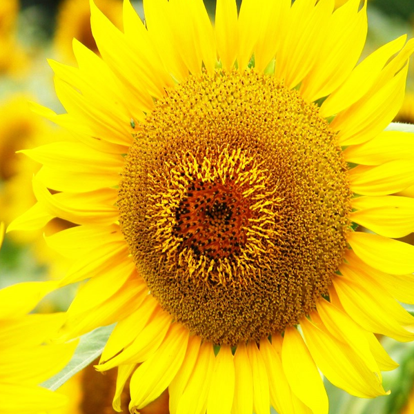 50 Seeds Mammoth Russian Sunflower Seeds-Plantjoyfarm-Flowers,Sunflower Mammoth,Sunflower Seeds,best selling