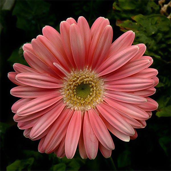 Peach Pink Gerbera Flower Seeds, Sunflower-Plantjoyfarm-Sunflower Seeds,best selling