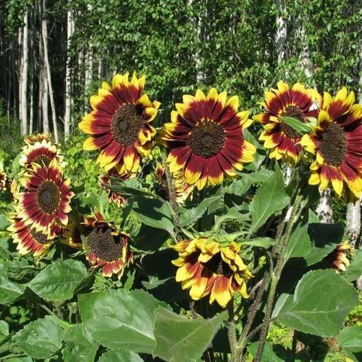 SUNFLOWER SEEDS - FLOREN-Plantjoyfarm-Sunflower Seeds,best selling