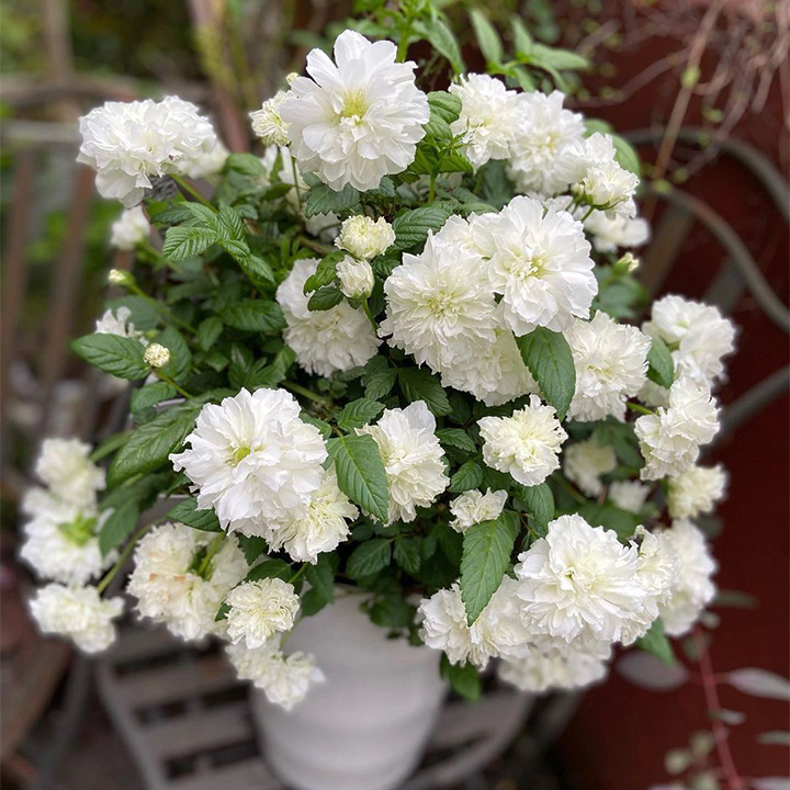 Blanc Double-Blossom de Coubert Seeds-Plantjoyfarm-Flower Seeds,Garden Seeds,best selling