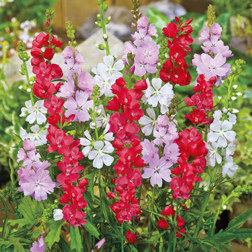 Miniature Hollyhock Mixture-Plantjoyfarm-Flower Seeds,Garden Seeds,best selling