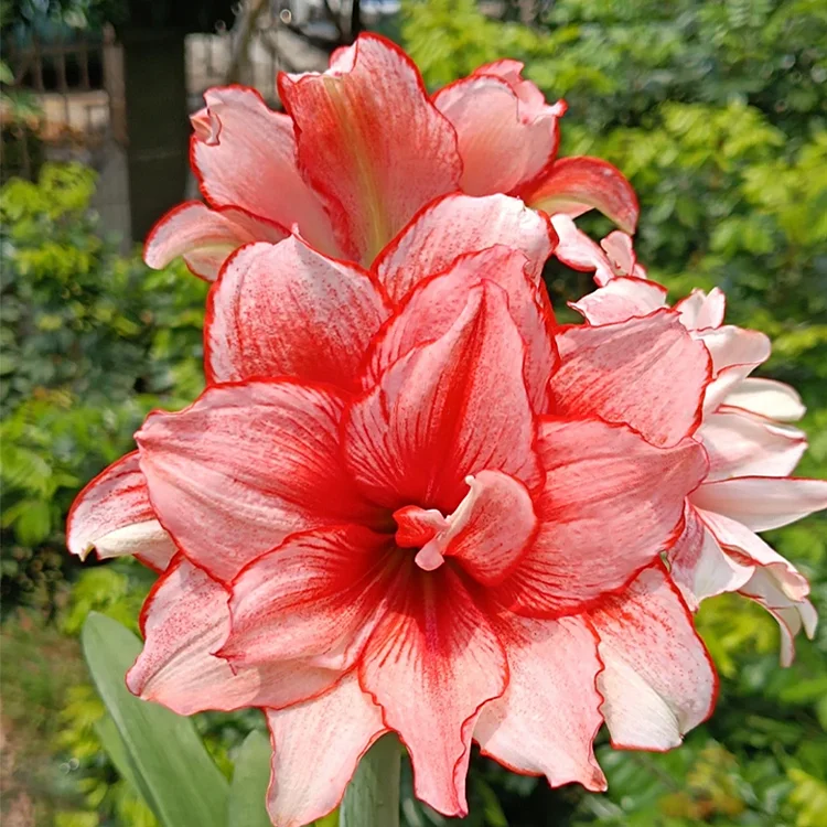 Rare Amaryllis Bulbs