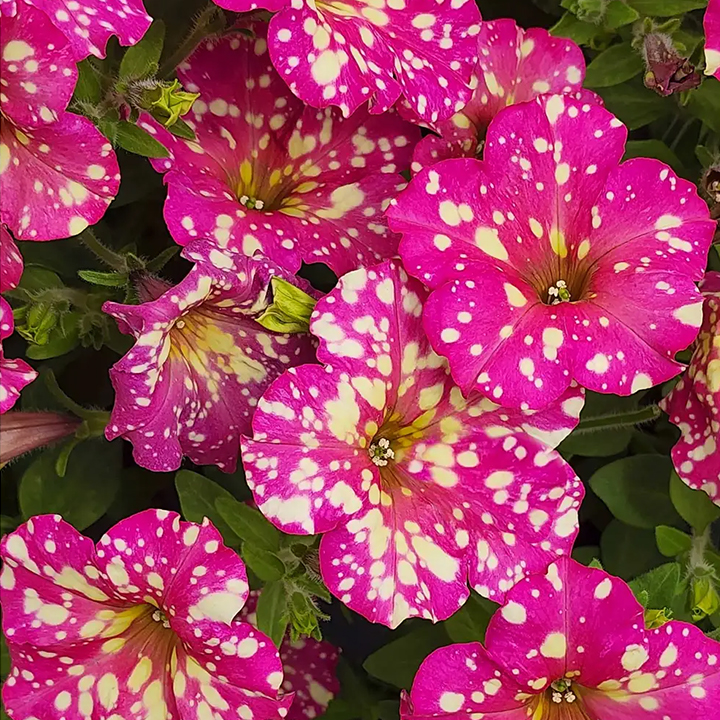 Petunia, Splash Dance Calypso Cherry-Plantjoyfarm-Garden Seeds,Petunia,best selling
