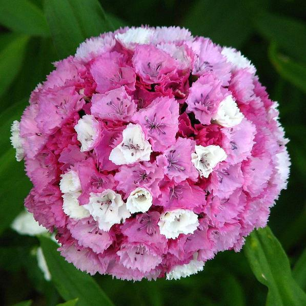 WEE Willie Dwarf SWEET WILLIAM Mixed Colors Dianthus Barbatus Flower Seeds-Plantjoyfarm-Flower Seeds,Garden Seeds,best selling