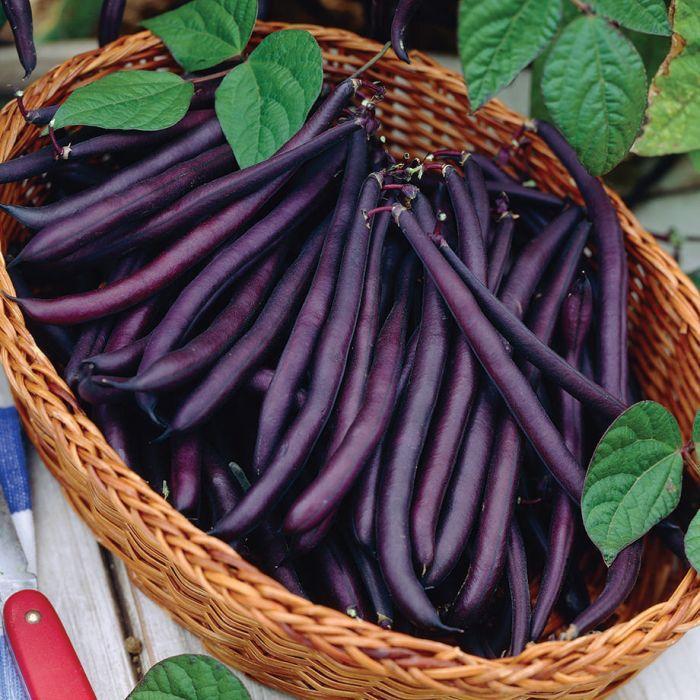 🫘Bean Amethyst-Plantjoyfarm-best selling,Vegetable Seeds