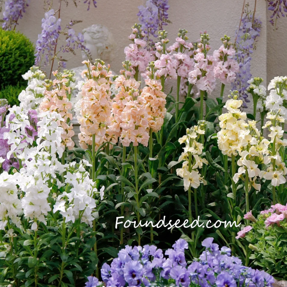 💐Eternal Love - Violet-Plantjoyfarm-best selling,Garden Seeds
