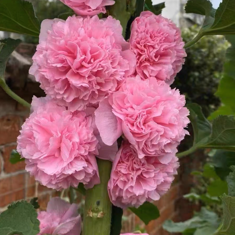 500 Pcs Double Hollyhock Seeds-Plantjoyfarm-Flower Seeds