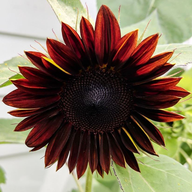 Sunflower, Chianti Hybrid-Plantjoyfarm-Sunflower Seeds,best selling