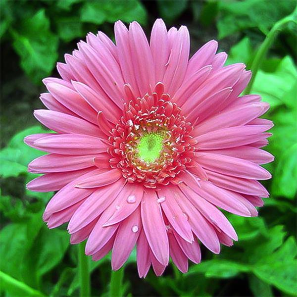 Pink gerbera flower seeds, sunflowers-Plantjoyfarm-Sunflower Seeds,best selling