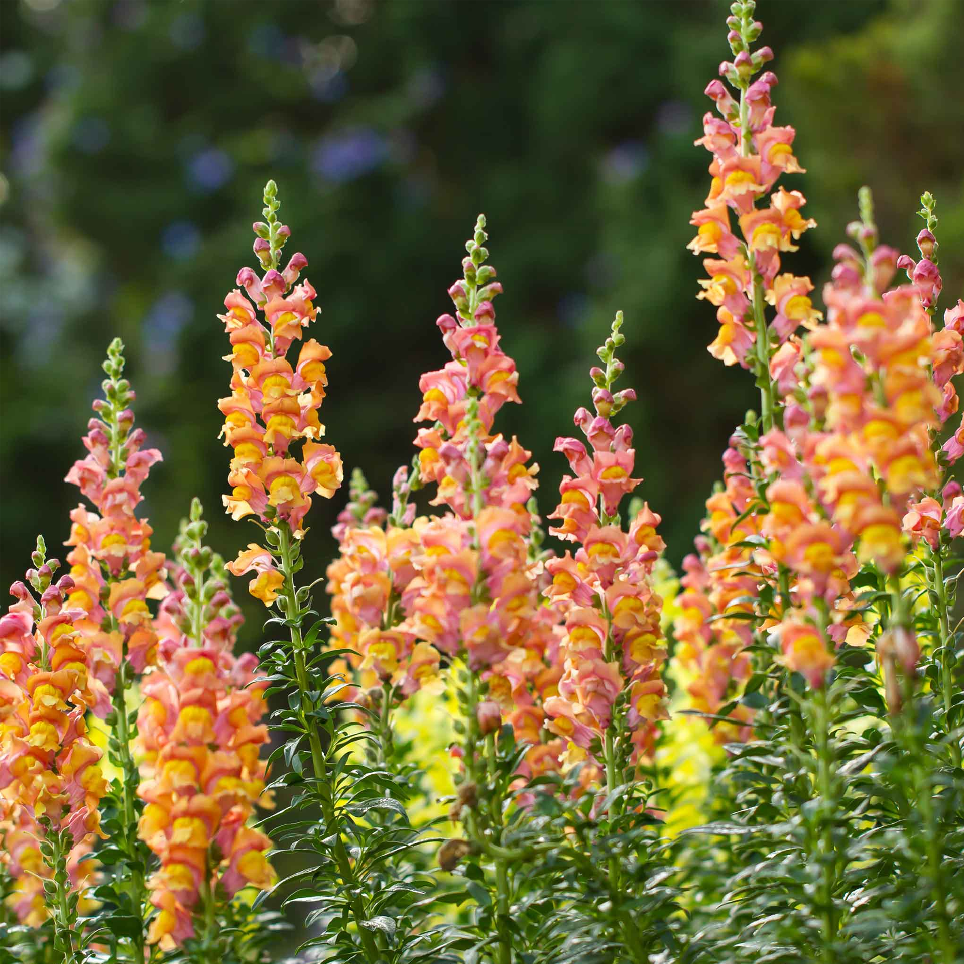 Snapdragon Seeds - Rocket Bronze-Plantjoyfarm-Flower Seeds,Partial Shade