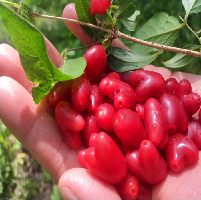 Choniccra standishii-Love Fruit Seeds-Plantjoyfarm-