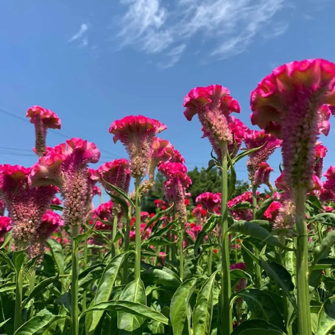 500 Pcs Cockscomb Celosia Seeds-Plantjoyfarm-Flower Seeds