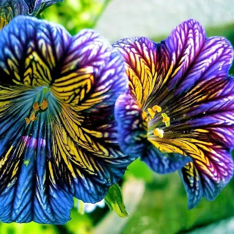Chilean Morning Glory Seeds-Plantjoyfarm-