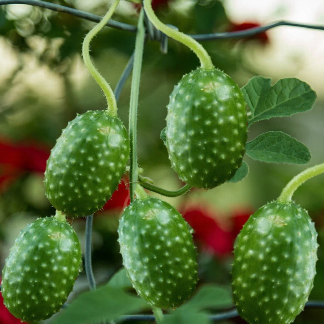 West Indian Gherkin Cucumber Seeds-Plantjoyfarm-Fruit Seeds,best selling