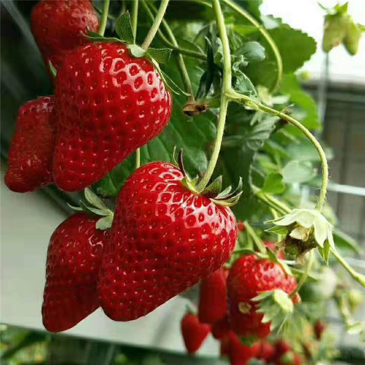 All-season Strawberry Seeds 🍓EverBloom Berries-Plantjoyfarm-