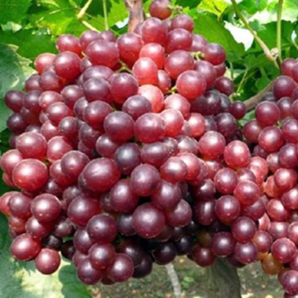 Red Kyoho Grape Seeds-Plantjoyfarm-Fruit Seeds,Grape