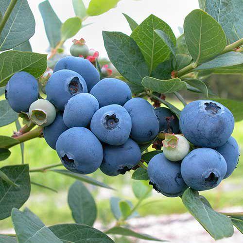20Pcs Seeds Sweet High BUSH Northern BLUEBERRY Heirloom NON-GMO USA SELLER!-Plantjoyfarm-Fruit Seeds,best selling