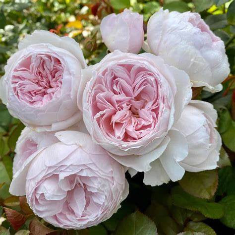 Earth Angel floribunda rose seeds-Plantjoyfarm-Flower Seeds,Garden Seeds,Rose seeds,best selling