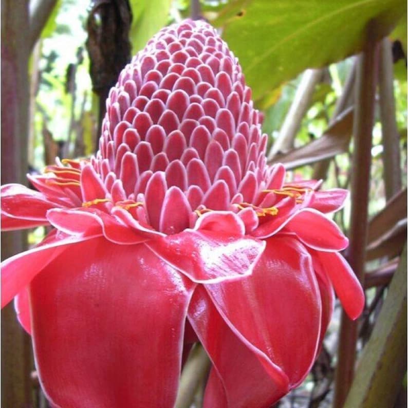 Torch Ginger - Etlingera elatior - Rare Species-Plantjoyfarm-Garden Seeds,best selling