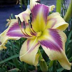 Daylily Hybrid Flowers Seed-Plantjoyfarm-Flower Seeds,Garden Seeds,best selling