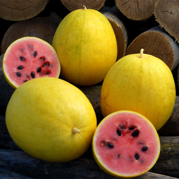 Watermelon, Red in Gold Hybrid, Golden Watermelons-Plantjoyfarm-Fruit Seeds,best selling