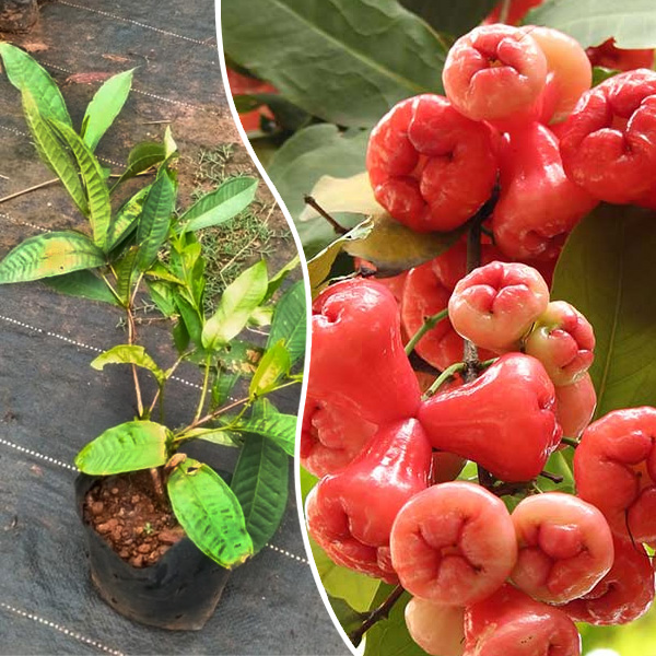Wax-apple Fruit Seeds🍹100% Germination Rate-Plantjoyfarm-