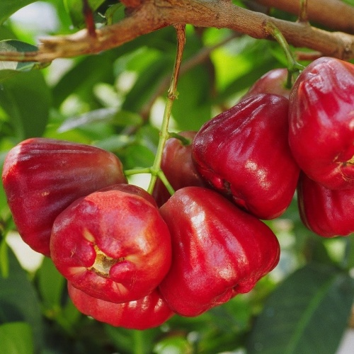 Wax-apple Fruit Seeds🍹-Plantjoyfarm-