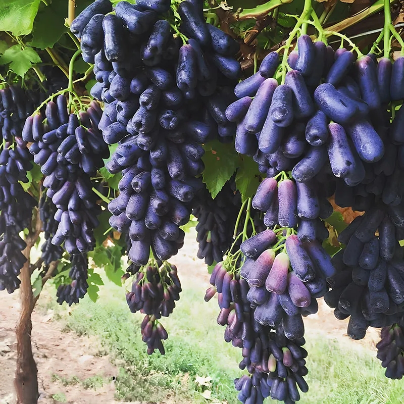 Sapphire Grapes Seeds
