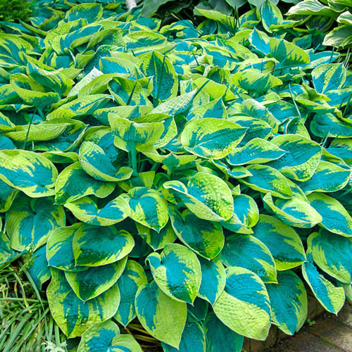 Tokudama flavocircinalis Hosta-Plantjoyfarm-Flower Seeds,Garden Seeds,best selling