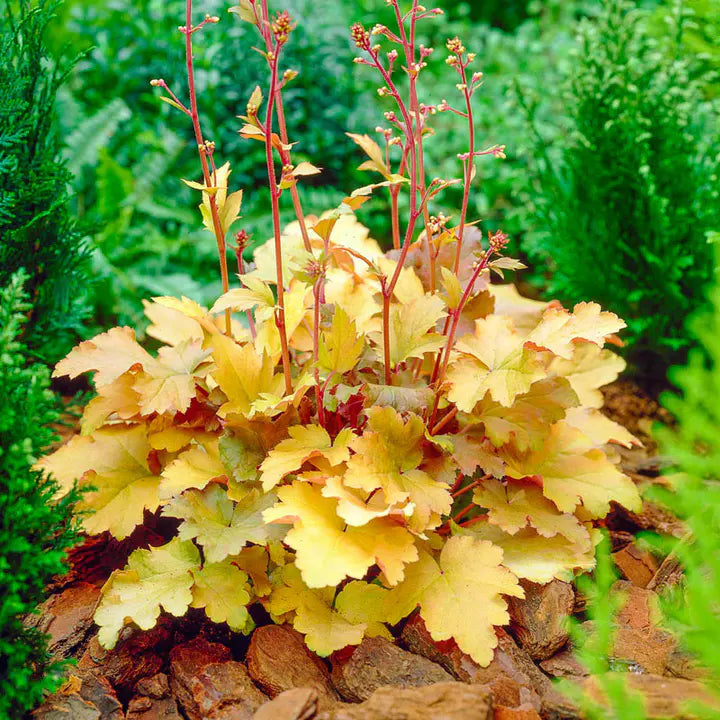 Amber Waves Coral Bells Seeds-Plantjoyfarm-Flower Seeds,Garden Seeds,best selling