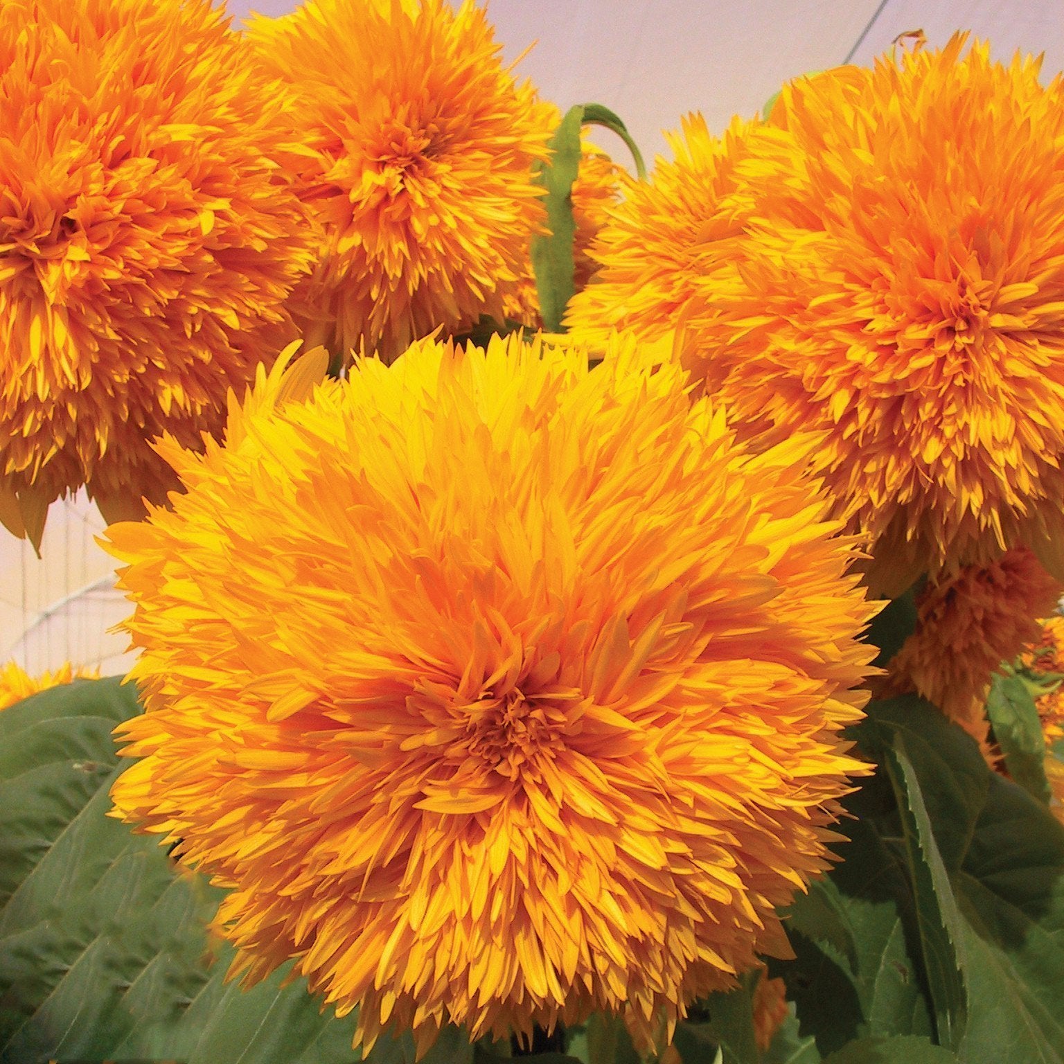 Sunflower Goldy Double F1 Organic-Plantjoyfarm